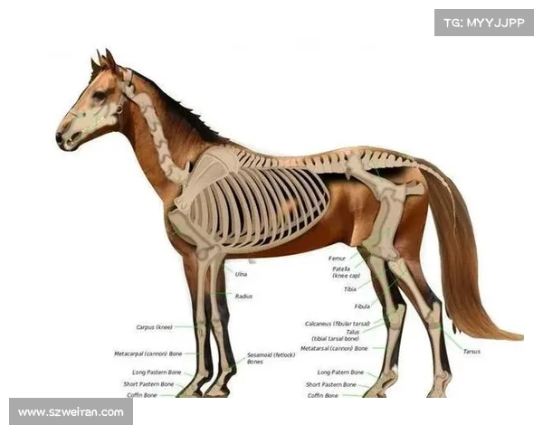 马的脚趾结构解析与不同物种间的比较研究指南